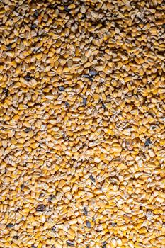 yellow corn texture for farm animal feed