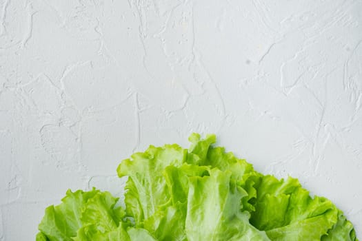 Green salad lettuce fresh leaves, on white background with copy space for text