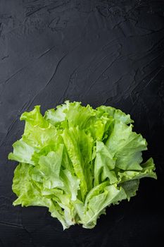 Fesh green lettuce salad organic leaves, on black background with copy space for text