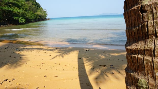 Green palm trees, coconuts and the tropics. Tall trees grow on the beach. Yellow sand, shadows from trees fall on the ground. A light wave of transparent sea is coming. Vacation on island of Thailand.