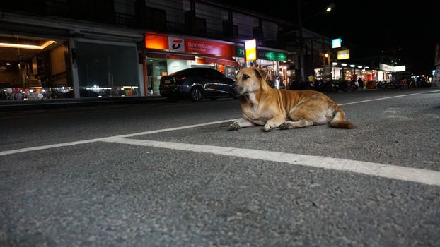 The dog is lying next to the road. Cars pass by. A tired, homeless dog. Kind eyes. Trying to sleep, waiting for a miracle. People pass by. Night city. The light from lamps, machines and mototsiklov.