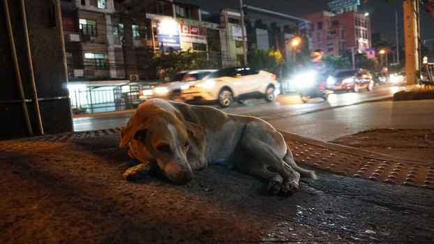 The dog is lying next to the road. Cars pass by. A tired, homeless dog. Kind eyes. Trying to sleep, waiting for a miracle. People pass by. Night city. The light from lamps, machines and mototsiklov.