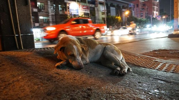 The dog is lying next to the road. Cars pass by. A tired, homeless dog. Kind eyes. Trying to sleep, waiting for a miracle. People pass by. Night city. The light from lamps, machines and mototsiklov.