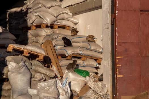 mouse catchers cats basking in the sunlight while lying on sacks of grain in a storage room