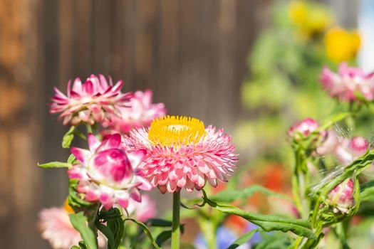 Xerochrysum bracteatum, Helichrysum, Astraceae, pink immortelle flowers on the background of a fence on a home, country flower bed