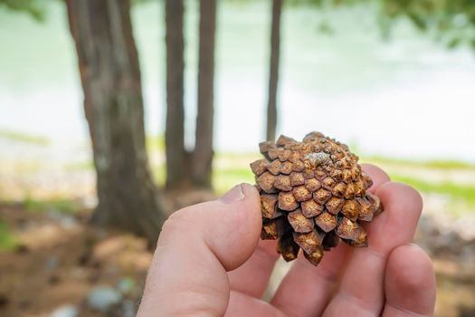 dry fallen pine cone in the hand of a man on the background of the forest and trees in autumn