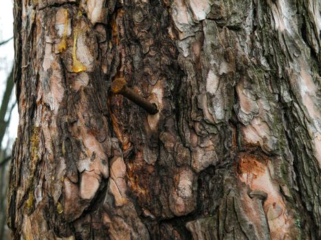 The nail nailed to a tree to use something, but after using it they didn't withdraw it.