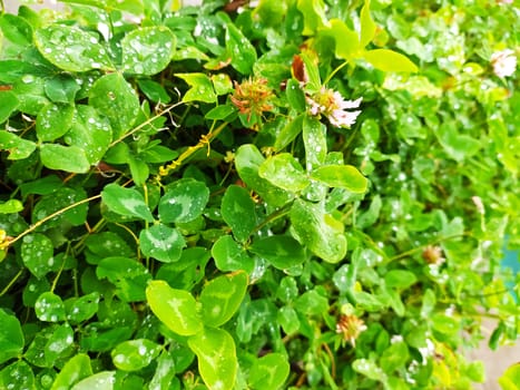 green grass white clover in sunlight for plant background.