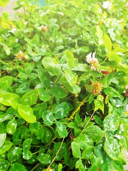 green grass white clover in sunlight for plant background.