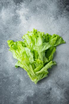 Raw organic green, oak lettuce, on gray background