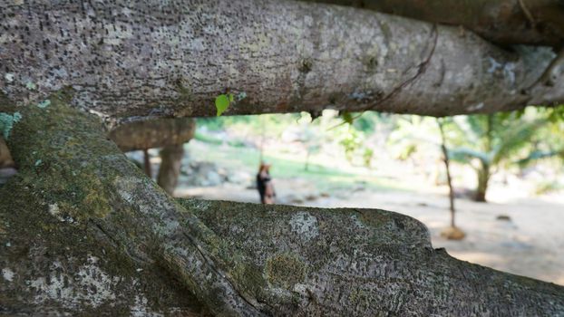 A girl walks on a tropical island. Blurred background. In the foreground are tree branches, moss and a green leaf. In the background, a girl in a bathing suit and a hat is blurred. Koh chang, Thailand