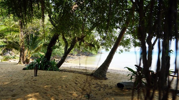 Green palm trees with coconuts on the beach. The tropical island is covered with jungle. Huge tree leaves hang down. It offers views of the beach and the blue sea. The sun's rays and shadow. Thailand