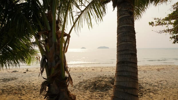 Green palm trees with coconuts on the beach. The tropical island is covered with jungle. Huge tree leaves hang down. It offers views of the beach and the blue sea. The sun's rays and shadow. Thailand