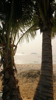 Green palm trees with coconuts on the beach. The tropical island is covered with jungle. Huge tree leaves hang down. It offers views of the beach and the blue sea. The sun's rays and shadow. Thailand