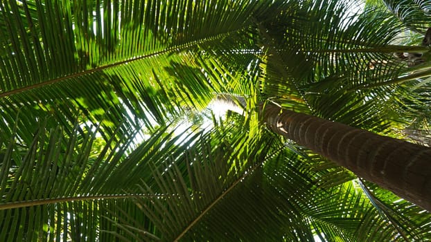 Green palm trees with coconuts on the beach. The tropical island is covered with jungle. Huge tree leaves hang down. It offers views of the beach and the blue sea. The sun's rays and shadow. Thailand