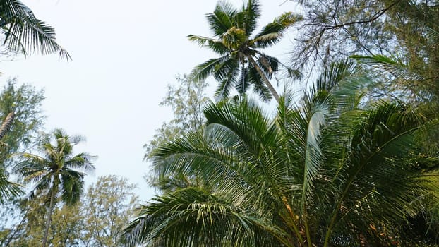 Green palm trees with coconuts on the beach. The tropical island is covered with jungle. Huge tree leaves hang down. It offers views of the beach and the blue sea. The sun's rays and shadow. Thailand