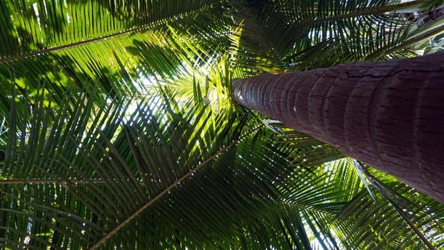 Green palm trees with coconuts on the beach. The tropical island is covered with jungle. Huge tree leaves hang down. It offers views of the beach and the blue sea. The sun's rays and shadow. Thailand