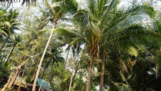 Green palm trees with coconuts on the beach. The tropical island is covered with jungle. Huge tree leaves hang down. It offers views of the beach and the blue sea. The sun's rays and shadow. Thailand