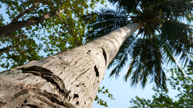 Green palm trees with coconuts on the beach. The tropical island is covered with jungle. Huge tree leaves hang down. It offers views of the beach and the blue sea. The sun's rays and shadow. Thailand