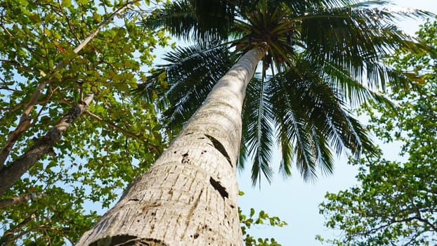 Green palm trees with coconuts on the beach. The tropical island is covered with jungle. Huge tree leaves hang down. It offers views of the beach and the blue sea. The sun's rays and shadow. Thailand