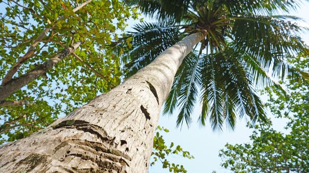 Green palm trees with coconuts on the beach. The tropical island is covered with jungle. Huge tree leaves hang down. It offers views of the beach and the blue sea. The sun's rays and shadow. Thailand