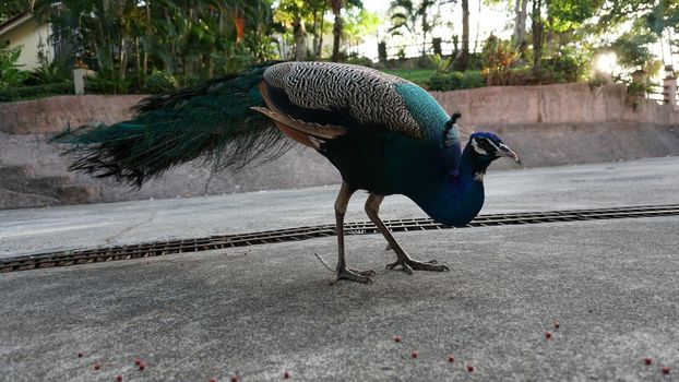 Peacock eats food on the road. Small area of the hotel, birds walk freely. Colored peacocks eat food, picks it up on the road. In the distance, grass, palm trees, tropics. Thai bird, island of Chang.