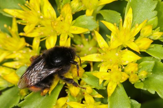 Close-up of a humblebee pollinating yellow blossom