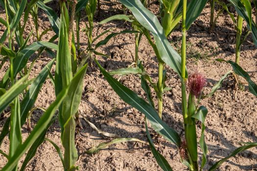 Cornfield, maizefield growing on dry land