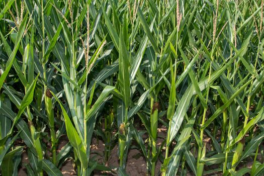 Cornfield, maizefield growing on dry land