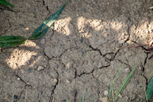 Cornfield, maizefield  on very dry land