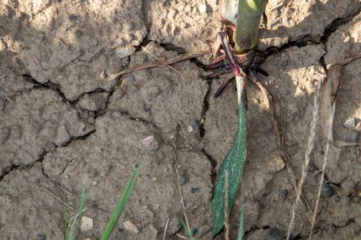 Cornfield, maizefield growing on dry land