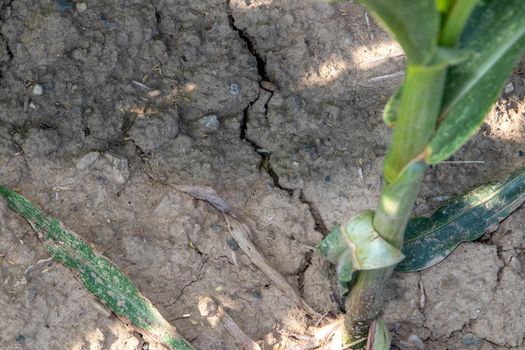 Cornfield, maizefield growing on dry land