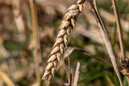 Macro of ripe wheat ears in a cornfield