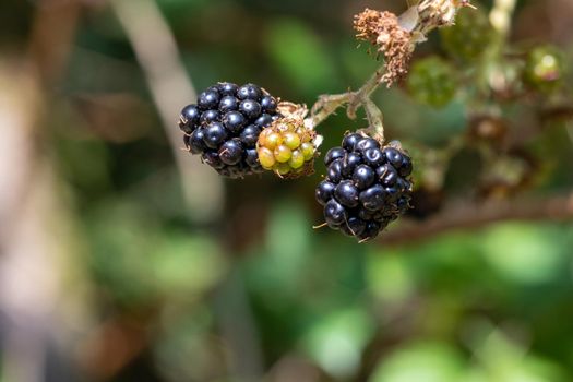 Close-up of blackberry with green and black fruit