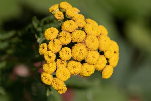 Close-up of flower with yellow blossom