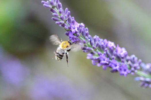 Close-up of a flying bee pollinating purple lavender  blossom