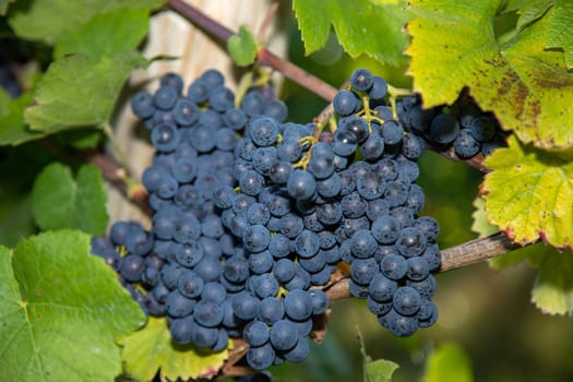 Red wine grape blue Pinot Noir in a vineyard in Brauneberg on the river  Moselle