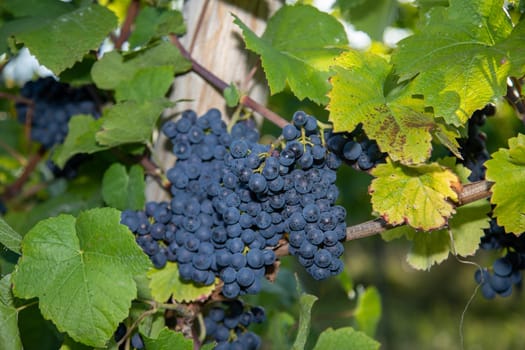 Red wine grape blue Pinot Noir in a vineyard in Brauneberg on the river  Moselle