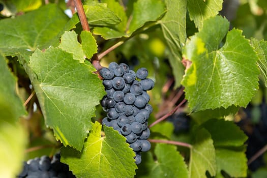 Red wine grape blue Pinot Noir in a vineyard in Brauneberg on the river  Moselle