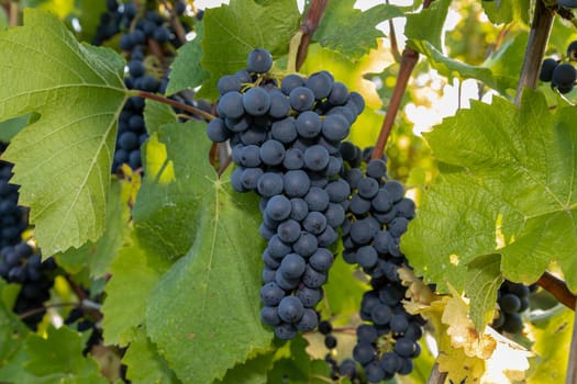 Red wine grape blue Pinot Noir in a vineyard in Brauneberg on the river  Moselle