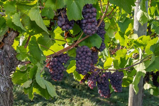 Red wine grape Pinot Gris in a vineyard in Brauneberg on the Moselle