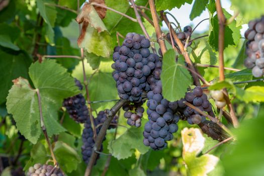 Red wine grape Pinot Gris in a vineyard in Brauneberg on the Moselle