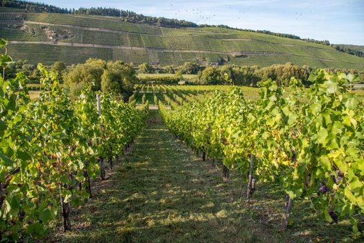 Vineyard in autumn just before the grape harvest in Brauneberg on the Moselle