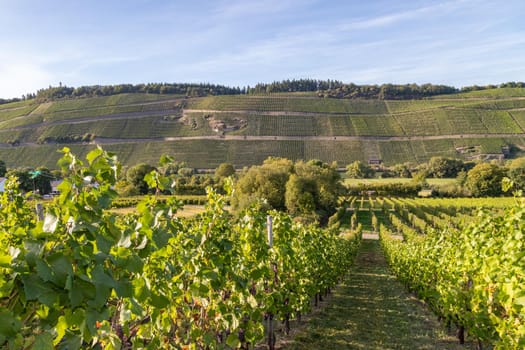 Vineyard in autumn just before the grape harvest in Brauneberg on the Moselle