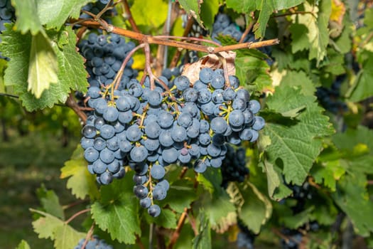 Red wine grape Dornfelder  in a vineyard in Brauneberg on the river  Moselle