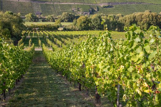 Vineyard in autumn just before the grape harvest in Brauneberg on the Moselle