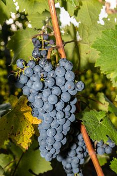 Red wine grape Dornfelder  in a vineyard in Brauneberg on the river  Moselle