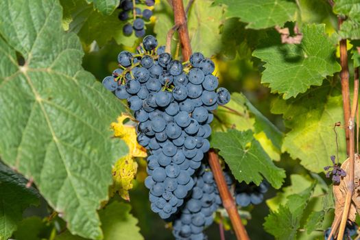 Red wine grape Dornfelder  in a vineyard in Brauneberg on the river  Moselle