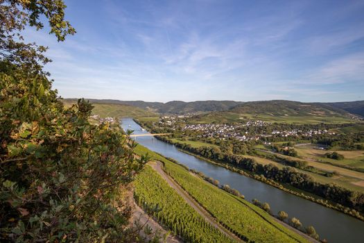 Panoramic view of the Moselle valley with the wine village Mülheim in the background on a sunny autumn day