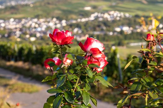 View of the Mosel valley near the wine village Brauneberg with rose blossom in the foreground